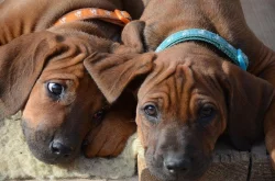 Rhodéský ridgeback štěňata s PP