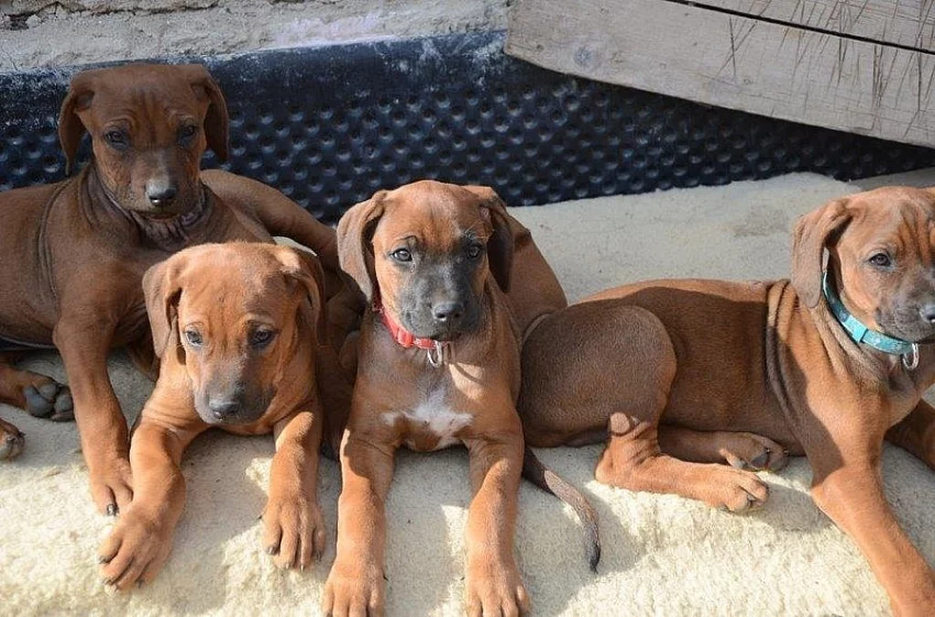 Rhodéský ridgeback štěňata s PP
