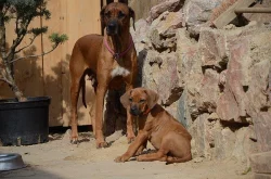 Rhodéský ridgeback štěňata s PP