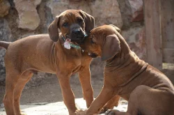 Rhodéský ridgeback štěňata s PP