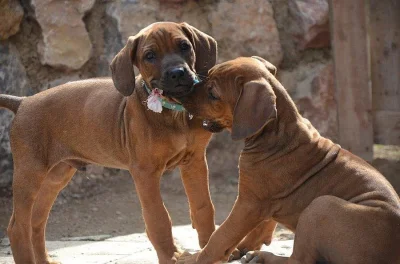 Rhodéský ridgeback štěňata s PP