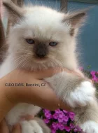 Rezervace koťátek Ragdoll s PP