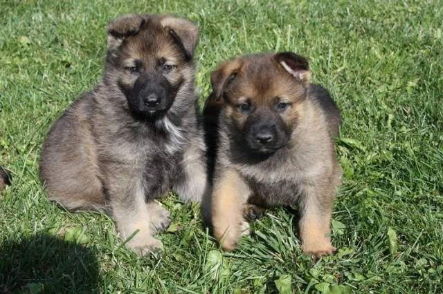 Štěňátka Německých ovčáků s PP