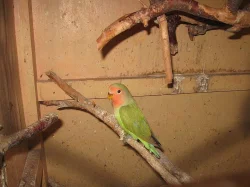 PRODÁM - agapornis růžohrdlý-mláďata