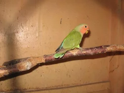 PRODÁM - agapornis růžohrdlý-mláďata