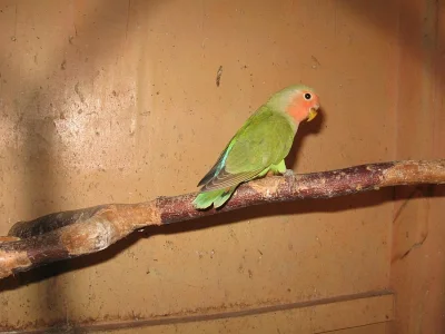 PRODÁM - agapornis růžohrdlý-mláďata