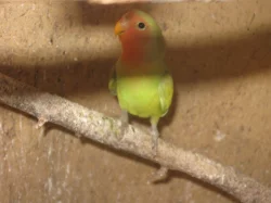 PRODÁM - agapornis růžohrdlý-mláďata