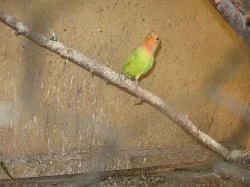 PRODÁM - agapornis růžohrdlý-mláďata