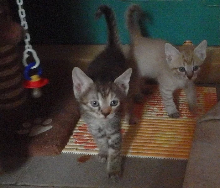 koťátka maminky sphynx a kocoura domácího