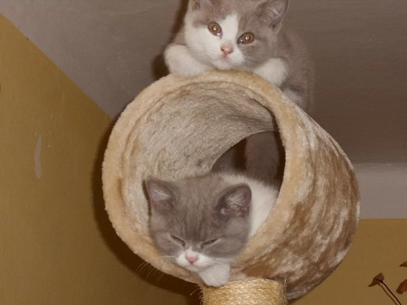 Lila bicolor od Hostýna