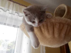 Lila bicolor od Hostýna