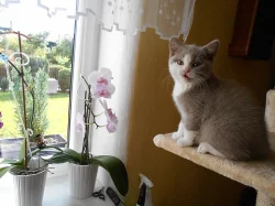 Lila bicolor od Hostýna