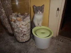 Lila bicolor od Hostýna