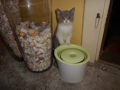 Lila bicolor od Hostýna