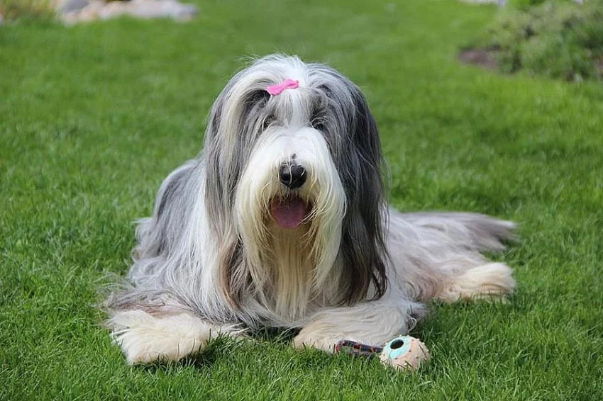 Bearded collie