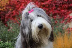 Bearded collie