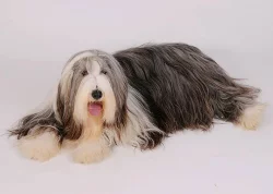 Bearded collie