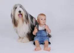 Bearded collie