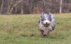 Bearded collie