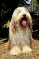 Bearded collie