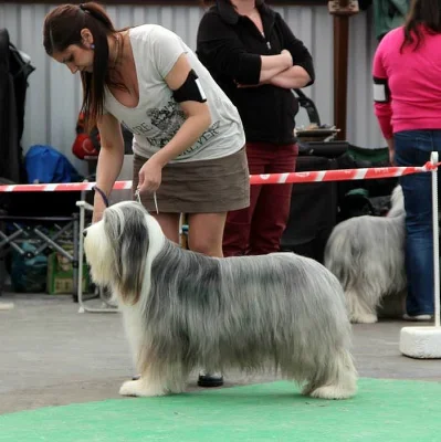 Bearded collie