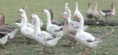 Živé husy na chov i na maso