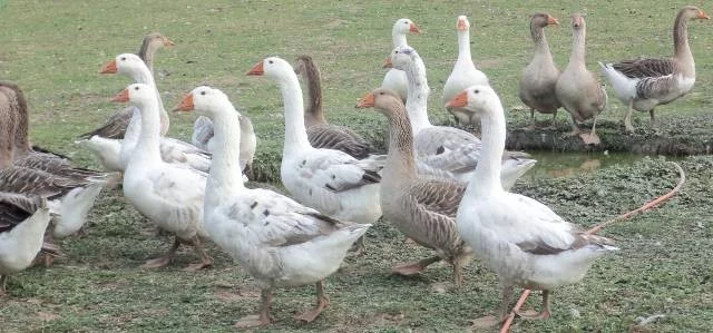 Živé husy na chov i na maso
