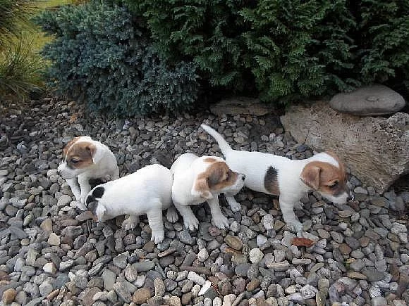 JACK RUSSEL TERIÉR PRAHA