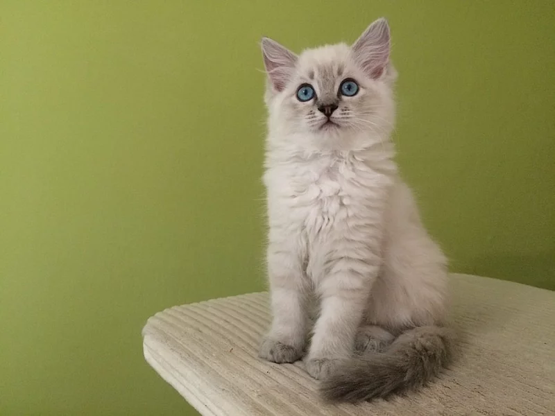 Kočička Ragdoll s PP