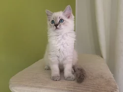Kočička Ragdoll s PP