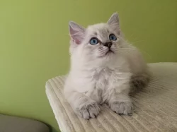 Kočička Ragdoll s PP
