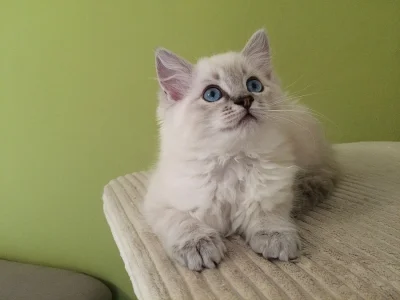 Kočička Ragdoll s PP