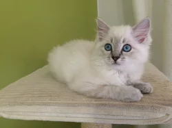 Kočička Ragdoll s PP
