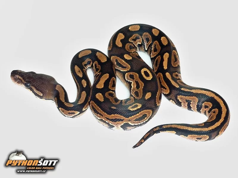Python regius - odchov 2015