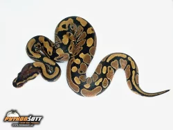 Python regius - odchov 2015