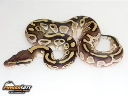 Python regius - odchov 2015