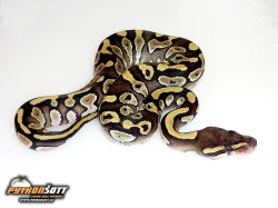 Python regius - odchov 2015