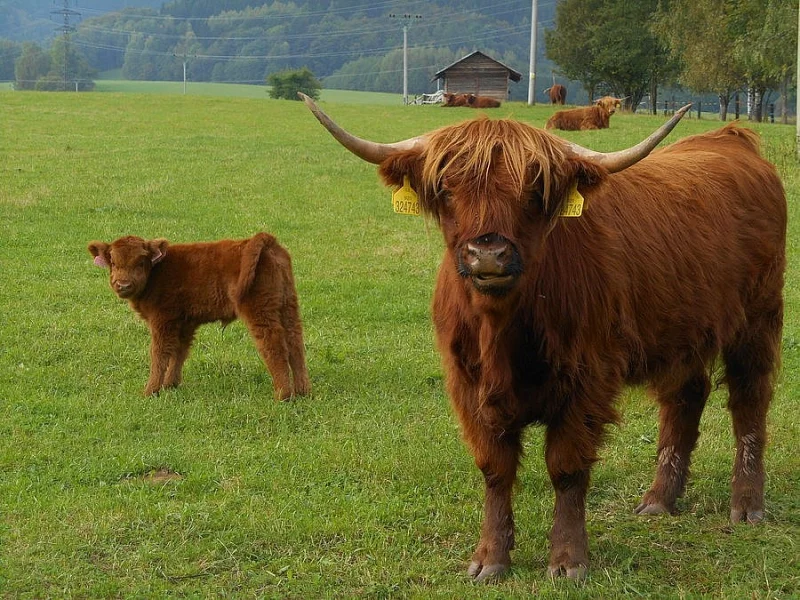 Prodám telátko náhorního skotu