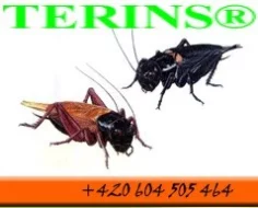 Kvalitní cvrčky a šváby ke krmení