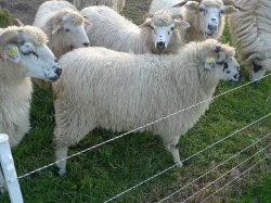 Ovce - původní valaška