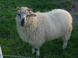 Ovce - původní valaška
