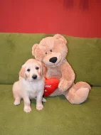 Zlatý Retriever – volní pejsci