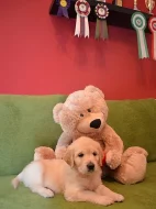 Zlatý Retriever – volní pejsci