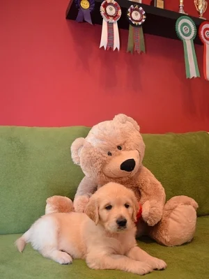 Zlatý Retriever – volní pejsci