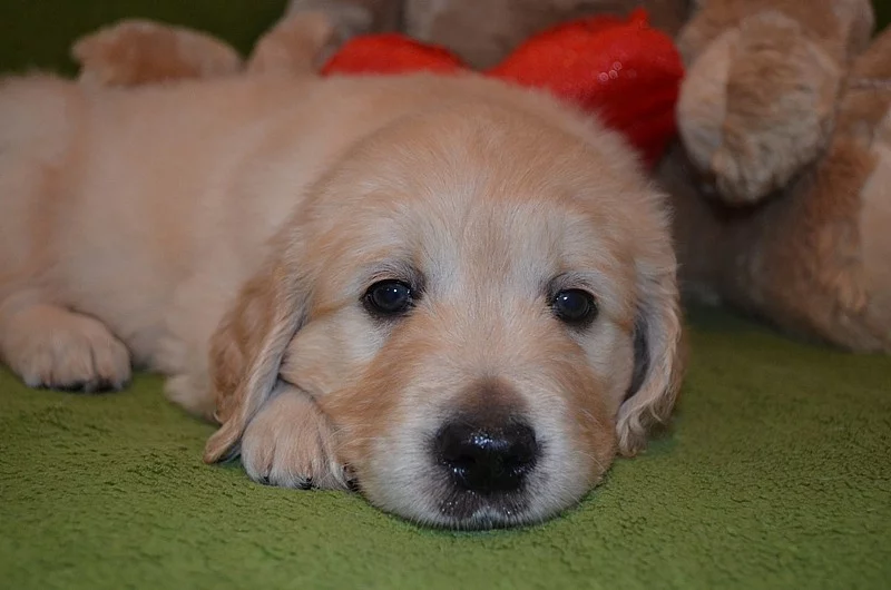 Zlatý Retriever – volní pejsci
