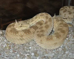 Oreocryptophis porphyraceus laticinctus
