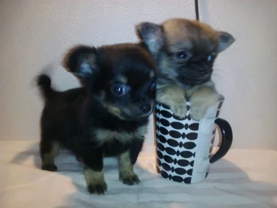 Čivava mini