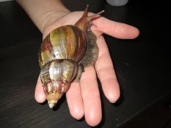 Nabízím šneky achatina fulica.