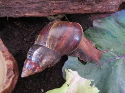 Nabízím šneky achatina fulica.
