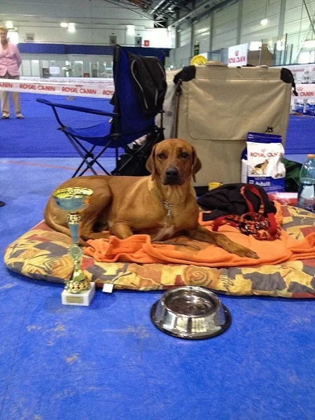 Rhodesky Ridgeback